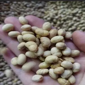 黄豆烘干设备 五谷杂粮微波熟化设备隧道式杀菌设备