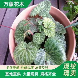 ���Ի�����С�� ��˿��Ҷ���Թ����̻� �ر��������辰������