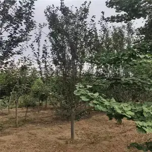 �������� ��ӭ�ɹ� ˧��ũҵ ���ͷ�������3���ֶ��������