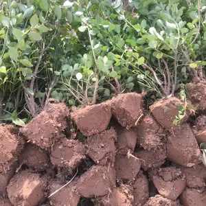江苏花汇博花卉小苗基地大批量供应 常绿工程苗卫矛 园林绿化卫矛苗 耐旱易存活
