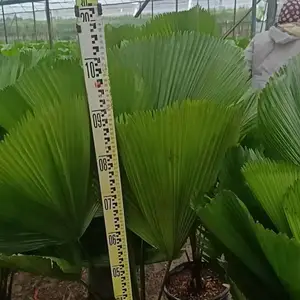 广州圆叶刺轴榈1-1.2米高网红植物品种圆叶轴榈扇叶轴榈