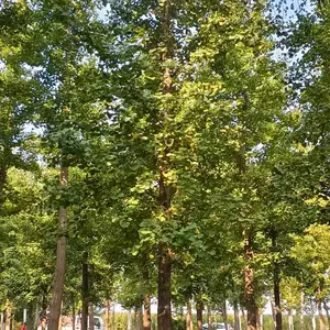 6公分至15公分银杏树,山东聊城茌平区原生冠银杏树基地,银杏树产地上车价格,山东聊城银杏树
