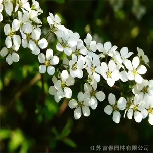 ��ѩ��������ֲ���� �������黨 ѩ�� ����÷