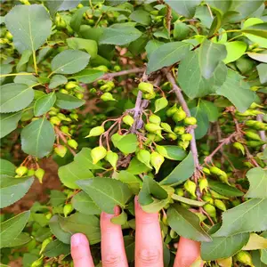 万亩药用连翘苗 义隆苗木 连翘树苗种植基地 高产量