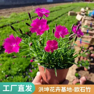 欧石竹 基地直销 草坪花卉景区花卉工程花苗 时令草花品种