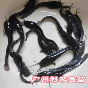 ��������������ֳ�� ����������������ܶ���ֳ