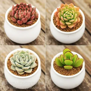 �人�̳��̻����Գ������ۣ��人ֲ���������ά������