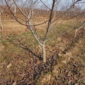 ռ���⳥��ӣ������ռ���⳥��������������ƻ������������