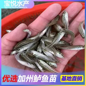 黔东加州鲈鱼苗报价 鲈鱼苗养殖技术