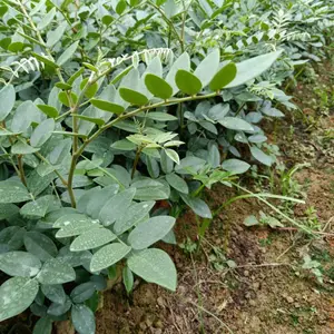 云南广南野生苦参种子_药材山豆根苗_山豆根种子_新鲜山豆根报价