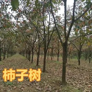 大规格柿子树市场报价=15公分+18公分+20公分柿子树多少钱一棵