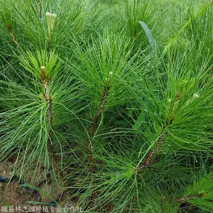 湿地松批发,8公分杯苗湿地松,地径3cm湿地松,3-8公分湿地松
