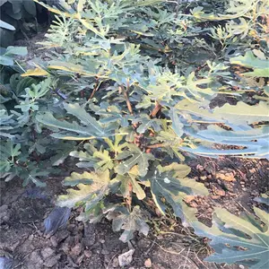 无花果树苗图片_无花果苗批发