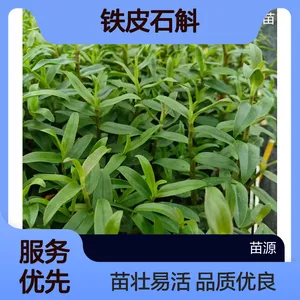 苗源 温室常绿 95%成活率 铁皮石斛驯化苗 观花佳品