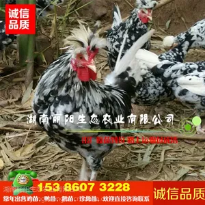 优质贵妃鸡苗批发另有火鸡苗七彩山鸡苗包打疫苗路上运输包成活