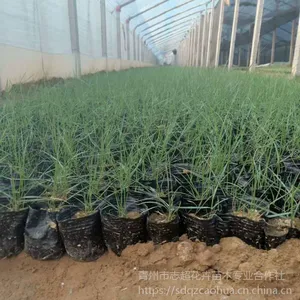 志超花卉告诉您粉黛乱子草什么时候种植比较好