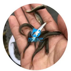 邵阳银雪鱼苗-湖南岳阳银鳕鱼苗-供应优质2-5公分银鳕鱼苗