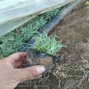 青州石竹小苗，山东石竹批发基地，石竹销售