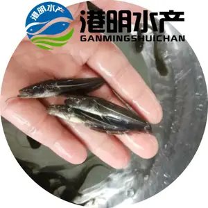 ��«�������й�Ӧ������������������ ��������ǽ��㡢�ǽǶ�����ȫ��������ֳ ���ع��������