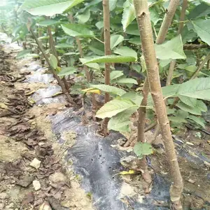 �������ӣ���� ��Ӧ������ ˧��԰�ճ� ������ӣ���� �����г�