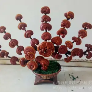 灵芝盆景制作厂家 盆景灵芝图片大全 小型盆栽灵芝批发 冠县灵芝盆景厂家 灵芝种植技术