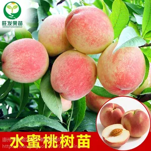 正宗嫁接水蜜桃苗种植果树果苗桃子果树苗桃子树苗可盆栽地栽苗品种正宗优质