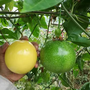 黄金百香果苗 台农百香果苗 量大从优