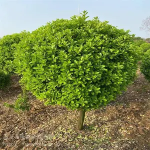 榆林绿化工程苗木 灌木小树苗 卫矛耐寒金叶榆