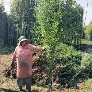 沭阳翠竹园 刚竹 现挖竹苗 早园竹 公园庭院绿化竹子