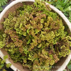 紧缺药材品种:羌活种子种苗价格多少钱一斤，羌活高产种植技术