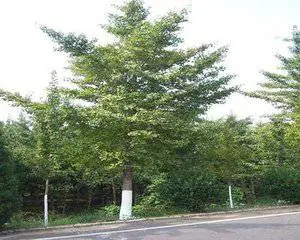 3公分银杏树产地价格-一帆银杏-黑龙江2公分银杏树