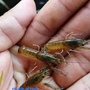 �Ͼ��ɹ��������� ��ɽ���� ��Ϻ�� ������Ϻ�糧�ҳ��ۼ۸����