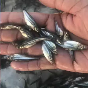 ��ˮ��ɳ�����ۺ������١�Ʒ�ְ�ɳ������������ȫ���ṩ��ֳ����