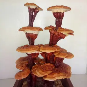 �ʻ���֥���Գ��� ����Ʒ �칫�ҿ������� �������������֥