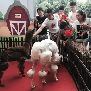 本地动物出租萌宠租租赁公司