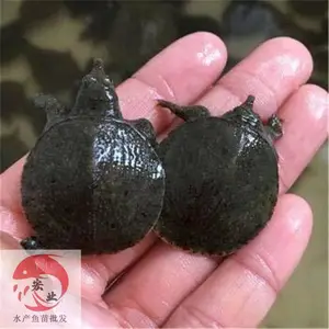 �㶫����_�糡ֱ��ˮ����_��ˮ�ձ���