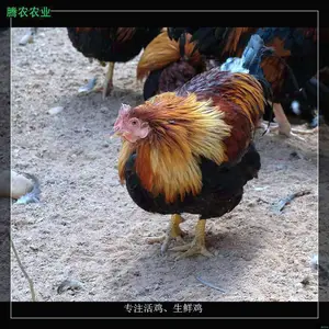 �������������г���ũ���ʼ�����ô������������