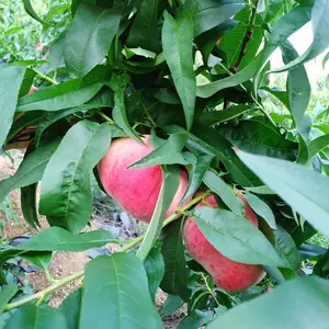 ��Ʒ��ë����� ë�������Ʒ�� ��Ӧ��������ֲ ��ũ��ľ