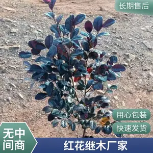 �ɷ����� ���ʺ컨��ľ ����ֱ�� С�������̻� ��������