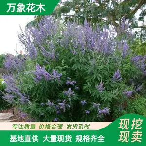 穗花牡荆 庭院 覌花观叶地被水生植物 花境 花坛造景配植