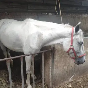 求购伊犁马 伊犁马出售 伊犁马肩高 伊犁马驯养技术