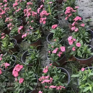 发贵州石竹8万株 常夏石竹基地，石竹10杯的是