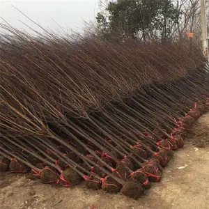 ��Ӧ ��Ҷ������ С��ľ��Ҷ�� �羰��5����8����10������Ҷ��