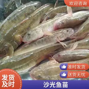 沙光鱼苗供应 成活*** 生长速度快 肉质鲜嫩 支持空运