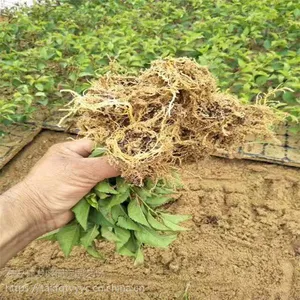 樱桃苗批发 樱桃苗种植 种植技术