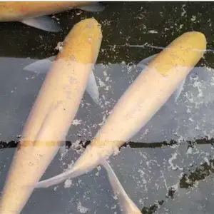 金草鱼 俄罗斯金草鱼 金丝皖 黄金皖