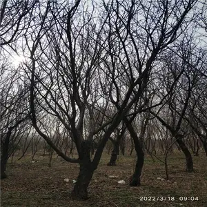 ����Ե ֦�ɲԾ��������ķ羰�� ����18��Ҷ÷��