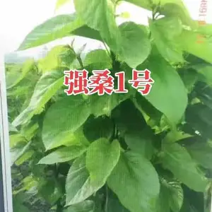 ����ǿɣ1��-ǿɣ3��-ǿɣ5�ż޽�ɣ�磨ͩ����������ľ���޹�˾��