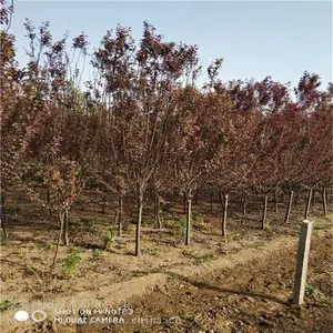 15������Ҷ�� ˧������ ��Ҷ������ũ�� ��Ӧ����