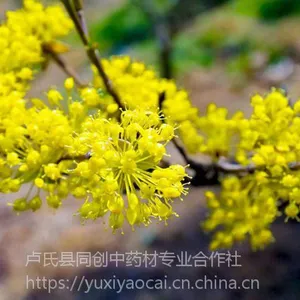 药枣、枣皮、山茱萸、山萸肉树苗价格，高产良种产地直销